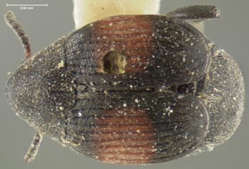 Media type: image;   Entomology 8194 Aspect: habitus dorsal view